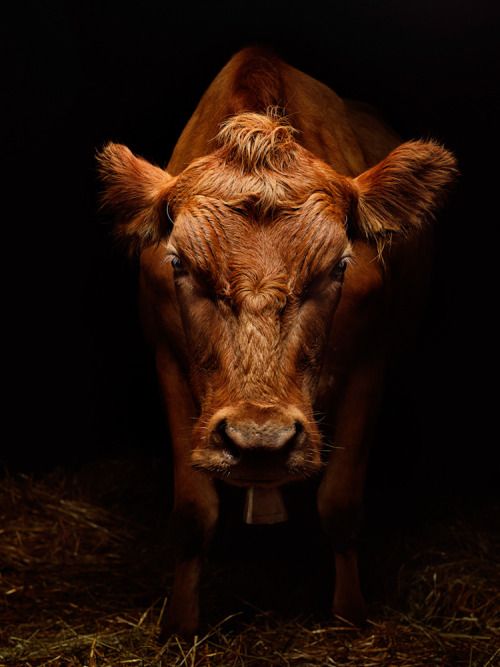 Poire de Bœuf, sauce poivre