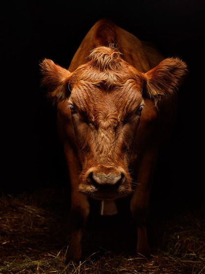 Poire de Bœuf, sauce poivre